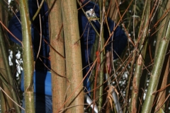 MiniIMG_4393