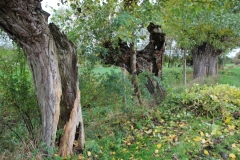 MiniIMG_4143