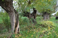 MiniIMG_4144