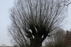MiniIMG_8031