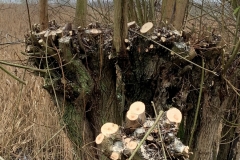MiniIMG_8034