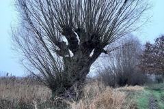 MiniIMG_8064