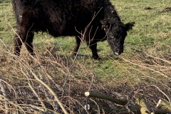 MiniIMG_8544