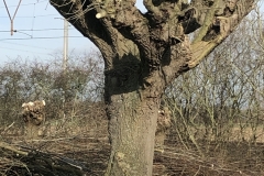 MiniIMG_0710