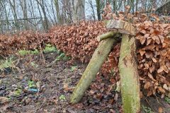 MiniIMG-20260131-WA0008