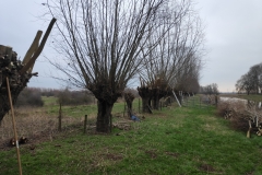 MiniIMG_20230128_101013_1