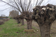 MiniIMG_20230128_105905