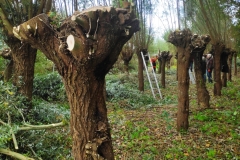 MiniIMG_20231103_101044