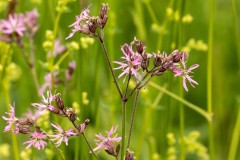 Echte-koekoeksbloem