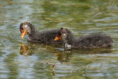 Meerkoeten