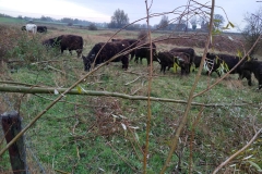MiniIMG-20221126-WA0012