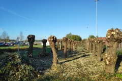 MiniIMG_20221105_095634