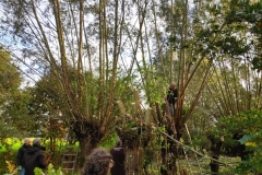 MiniIMG_20231104_093950_1