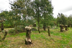 MiniIMG_20231104_121322_1