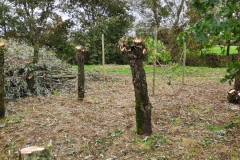 MiniIMG_20231104_121330_1
