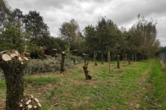 MiniIMG_20231104_121346