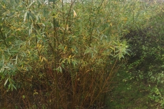 MiniIMG_20221001_092244_1