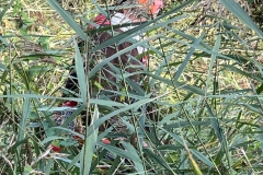 MiniIMG_4273