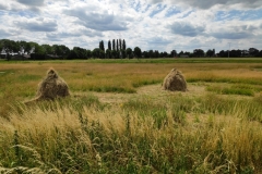 MiniIMG_20220702_132942