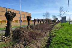MiniIMG_20240302_113107