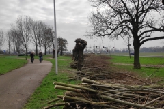 MiniIMG_20240217_113231